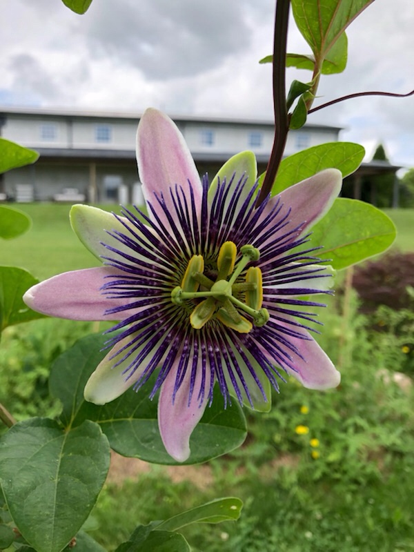 Passion Flower at Anthony Road Winery gardens