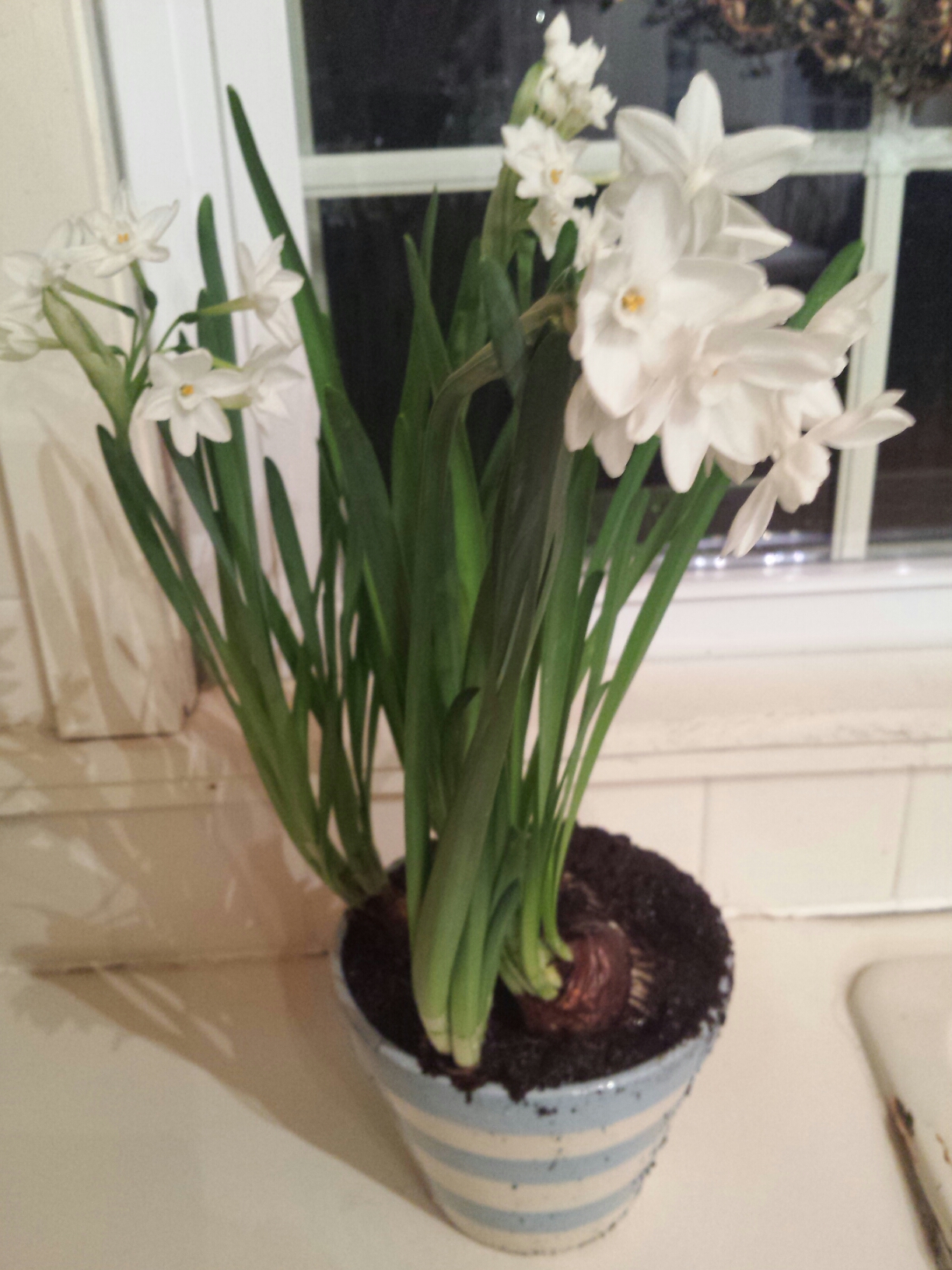 Paper Whites beat the Winter “Blues”